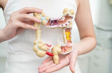 modelu układu trawiennego, lactobacillus reuteri, l. reuteri