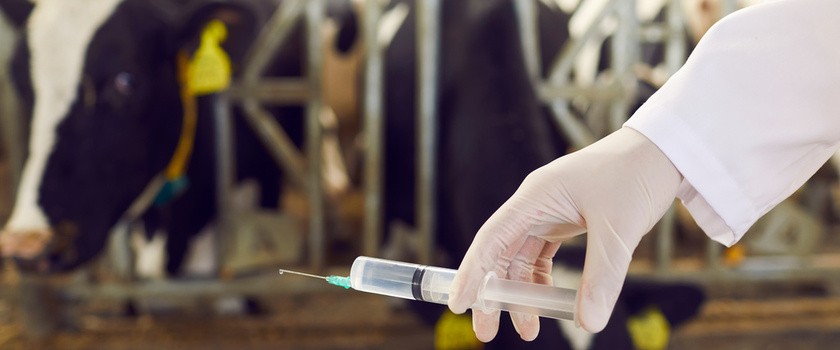 Podawanie antybiotyków w hodowli