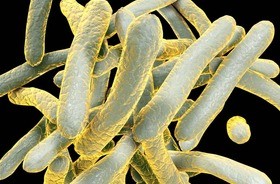 bakteria Mycobacterium tuberculosis 3D