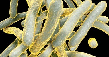 bakteria Mycobacterium tuberculosis 3D