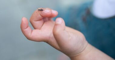 mrówka na ręku dziecka, ugryzienie mrówki, ukąszenie mrówki, co na ugryzienie mrówki
