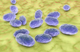 Haemophilus influenzae – co to za bakteria i jak można się nią zakazić? Jakie choroby wywołuje Hib?