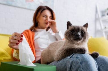 alergia na kota, uczulenie na kota, czy sierść kota uczula