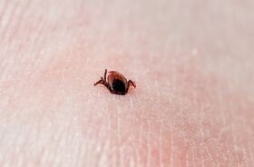 kleszczowe zapalenie mózgu, szczepienia na KZM, kleszcz