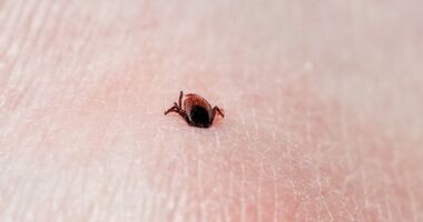 kleszczowe zapalenie mózgu, szczepienia na KZM, kleszcz