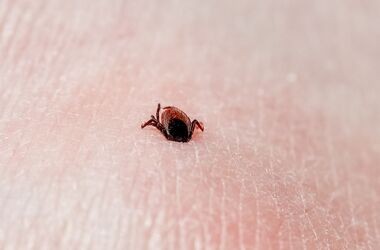 kleszczowe zapalenie mózgu, szczepienia na KZM, kleszcz