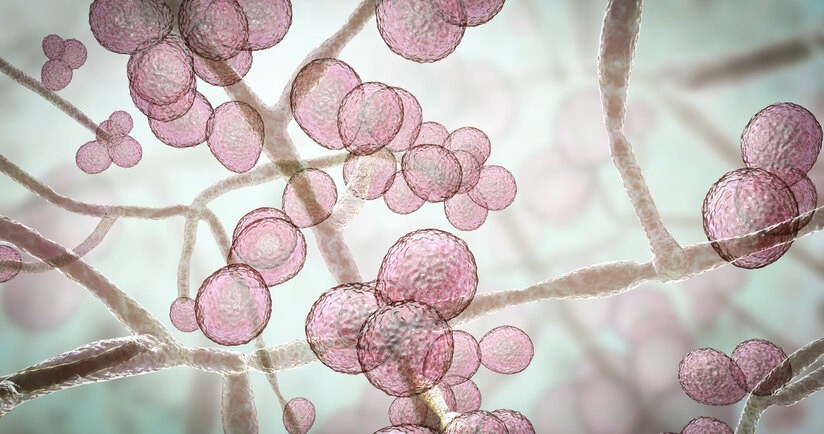 Kandydoza – objawy, diagnostyka i leczenie zakażenia drożdżakami Candida