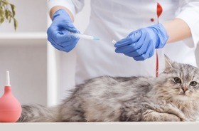 szczepienie kota, szczepienia dla kotów, kalendarz szczepień kota, kiedy szczepić kota, na co szczepi się kota