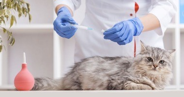 szczepienie kota, szczepienia dla kotów, kalendarz szczepień kota, kiedy szczepić kota, na co szczepi się kota