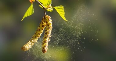 alergia na pyłki, pylenie drzew, pylenie roślin, pyłki alergizujące