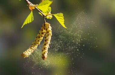 alergia na pyłki, pylenie drzew, pylenie roślin, pyłki alergizujące