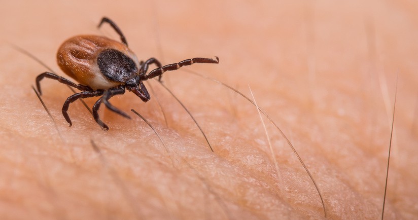 Kleszcz idący po ludzkiej skórze