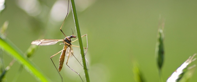 Choroby przenoszone przez komary – rodzaje, leczenie, zapobieganie