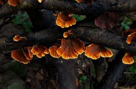 grzyby reishi, działanie reishi, jak wyglądają grzyby reishi