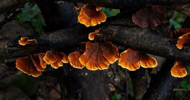 grzyby reishi, działanie reishi, jak wyglądają grzyby reishi