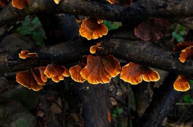 grzyby reishi, działanie reishi, jak wyglądają grzyby reishi