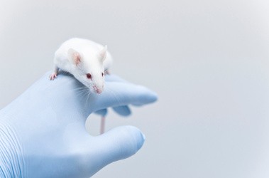 Badania in vivo na myszy