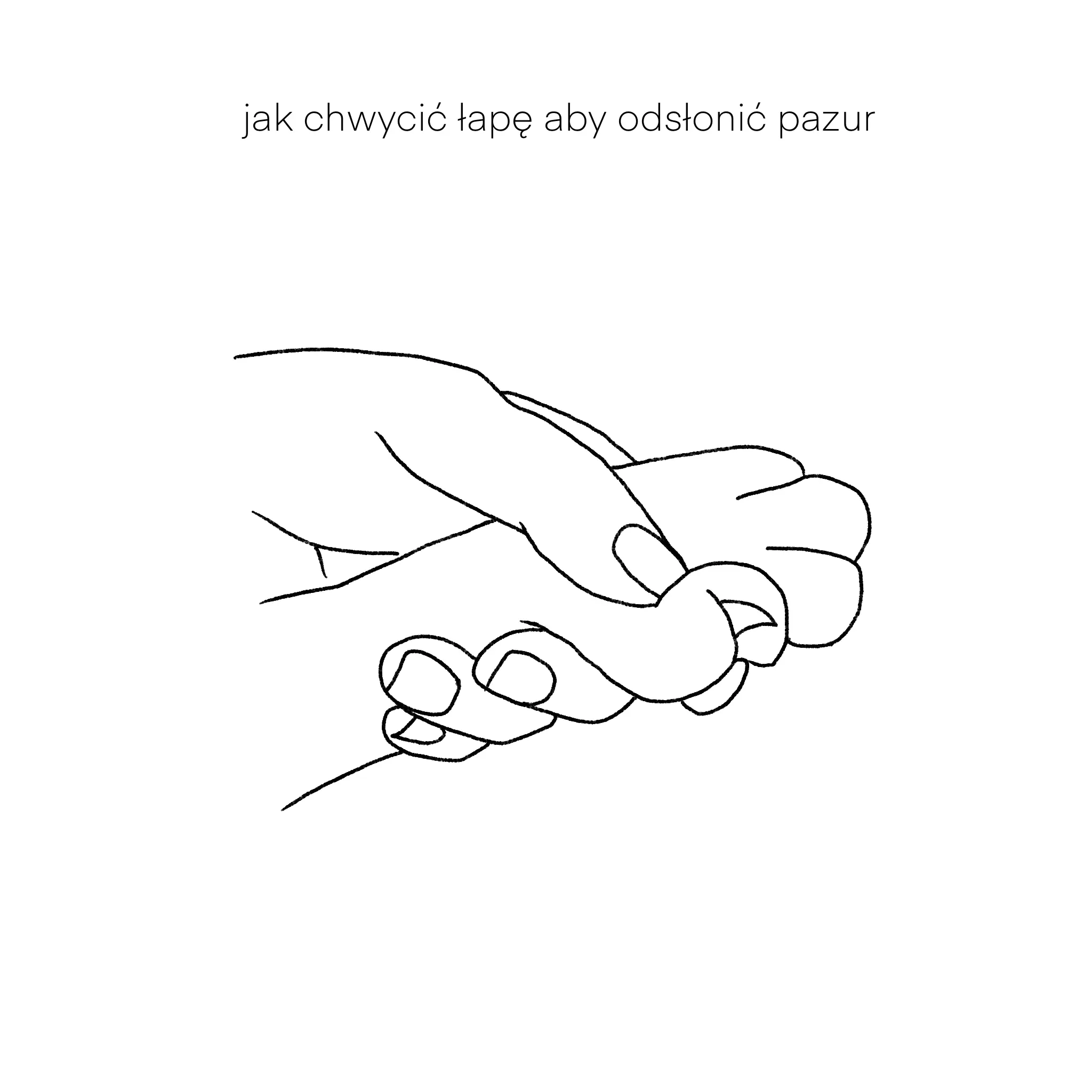 Dłoń opiekuna trzymająca kocią łapkę. Jak obcinać kotu pazury?