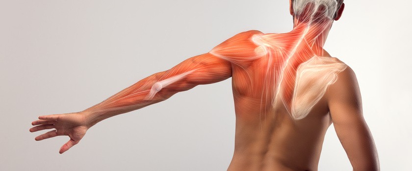 Naukowcy znaleźli sposób na odmłodzenie mięśni! To dobra wiadomość dla seniorów i zawodowych sportowców