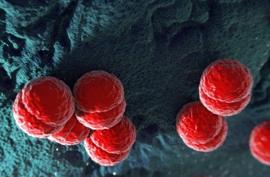 Meningokoki – czym są i jak się przed nimi chronić? Objawy i leczenie choroby meningokokowej