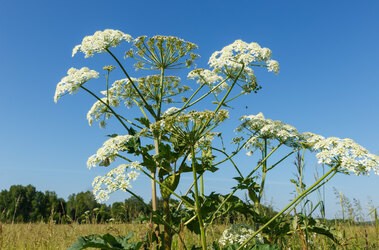 Barszcz Sosnowskiego