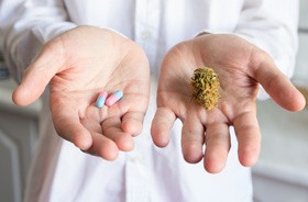 Szansa na bezpieczne środki przeciwbólowe na bazie marihuany