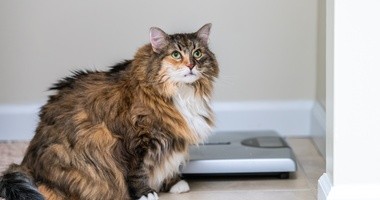 kot z nadwagą, nadwaga u kota, jak odchudzić kota, otyły kot, jak leczyć nadwagę u kota