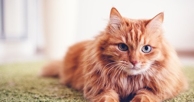 Kot stosowany w felinoterapii