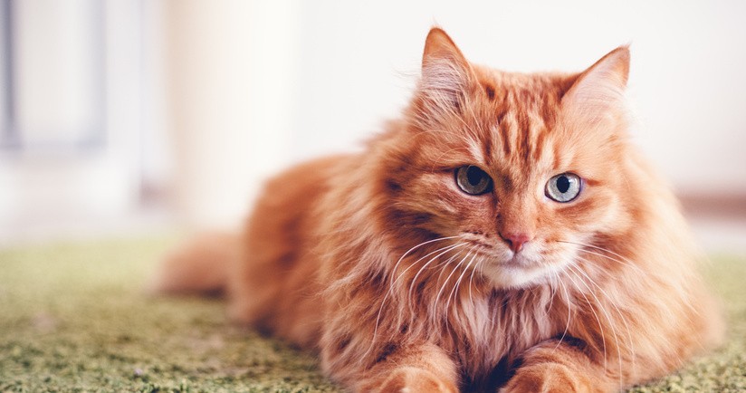 Kot stosowany w felinoterapii