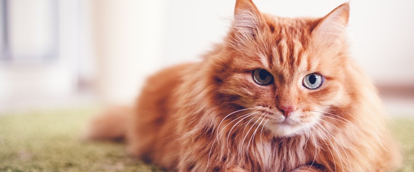 Kot stosowany w felinoterapii