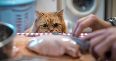 Rudy kot patrzący na mięso. Na czym polega dieta BARF? Co to jest BARF?