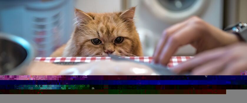 Rudy kot patrzący na mięso. Na czym polega dieta BARF? Co to jest BARF?