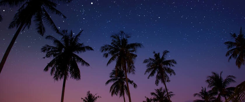 Tropikalne noce - palmy na plaży