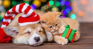 prezent dla pupila, prezent dla psa, prezent dla kota, dla psa i kota pod choinkę, pies i kot od choinką