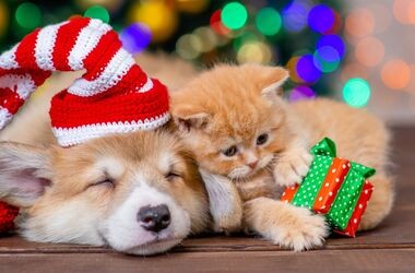 prezent dla pupila, prezent dla psa, prezent dla kota, dla psa i kota pod choinkę, pies i kot od choinką
