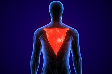 Mięsień czworoboczny (trapezius) – jakie funkcje pełni mięsień czworoboczny grzbietu?