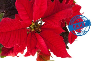 Czy liście gwiazdy betlejemskiej, popularniej świątecznej rośliny, są trujące?