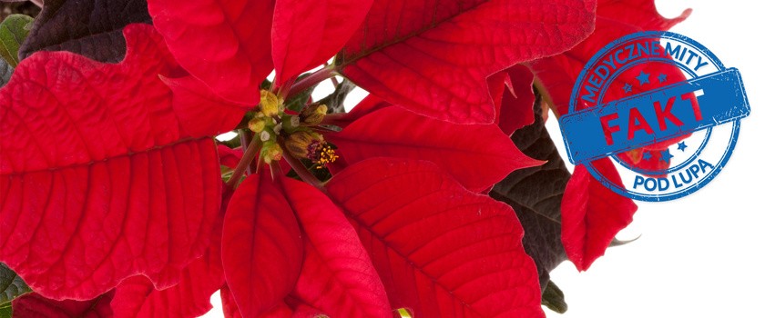 Czy liście gwiazdy betlejemskiej, popularniej świątecznej rośliny, są trujące?