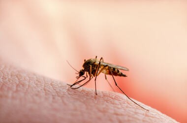 Komar wywolujący choroby tropikalne
