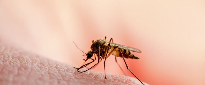 Komar wywolujący choroby tropikalne
