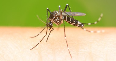 Komar, który wywołuje malarię