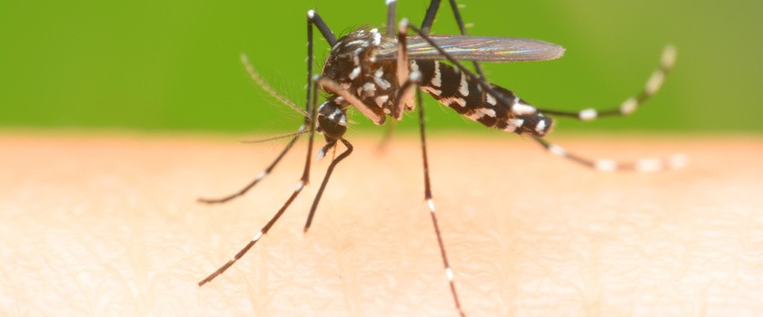 Komar, który wywołuje malarię