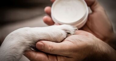 Psia łapa w rękach opiekuna i maść do smarowania. Jak zadbać o psie łapy zimą. Ochrona psich łap przed mrozem.