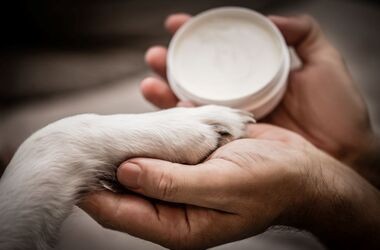 Psia łapa w rękach opiekuna i maść do smarowania. Jak zadbać o psie łapy zimą. Ochrona psich łap przed mrozem.