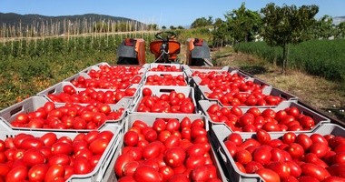 Pomidory, które leczą