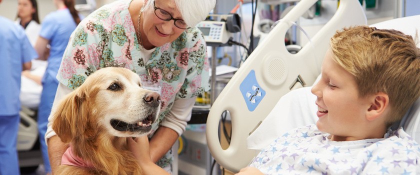 Terapia psem - dogoterapia: pies gościem przy szpitalnym łóżku chorego chłopca