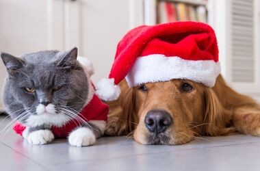 zagrożenia świąteczne dla zwierząt, co szkodzi psu, co szkodzi kotu, kot i pies w czapce mikołaja