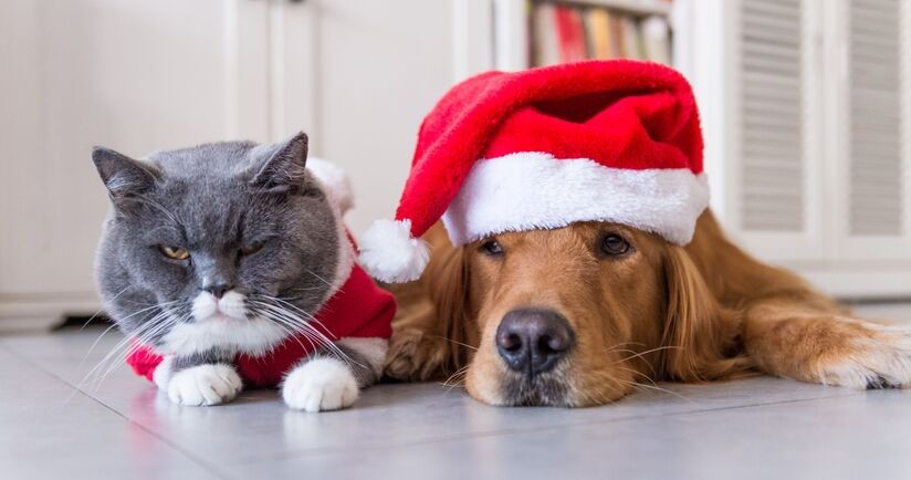 zagrożenia świąteczne dla zwierząt, co szkodzi psu, co szkodzi kotu, kot i pies w czapce mikołaja