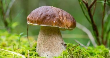 borowik, prawdziwek, najzdrowsze grzyby, 