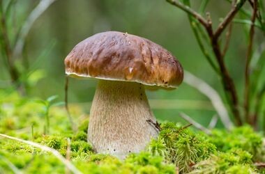 borowik, prawdziwek, najzdrowsze grzyby, 
